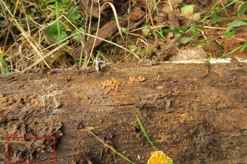 Ascocoryne albida 1 - IMG_4499